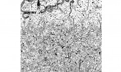 fatemeh.sdt.tahami@gmail.com